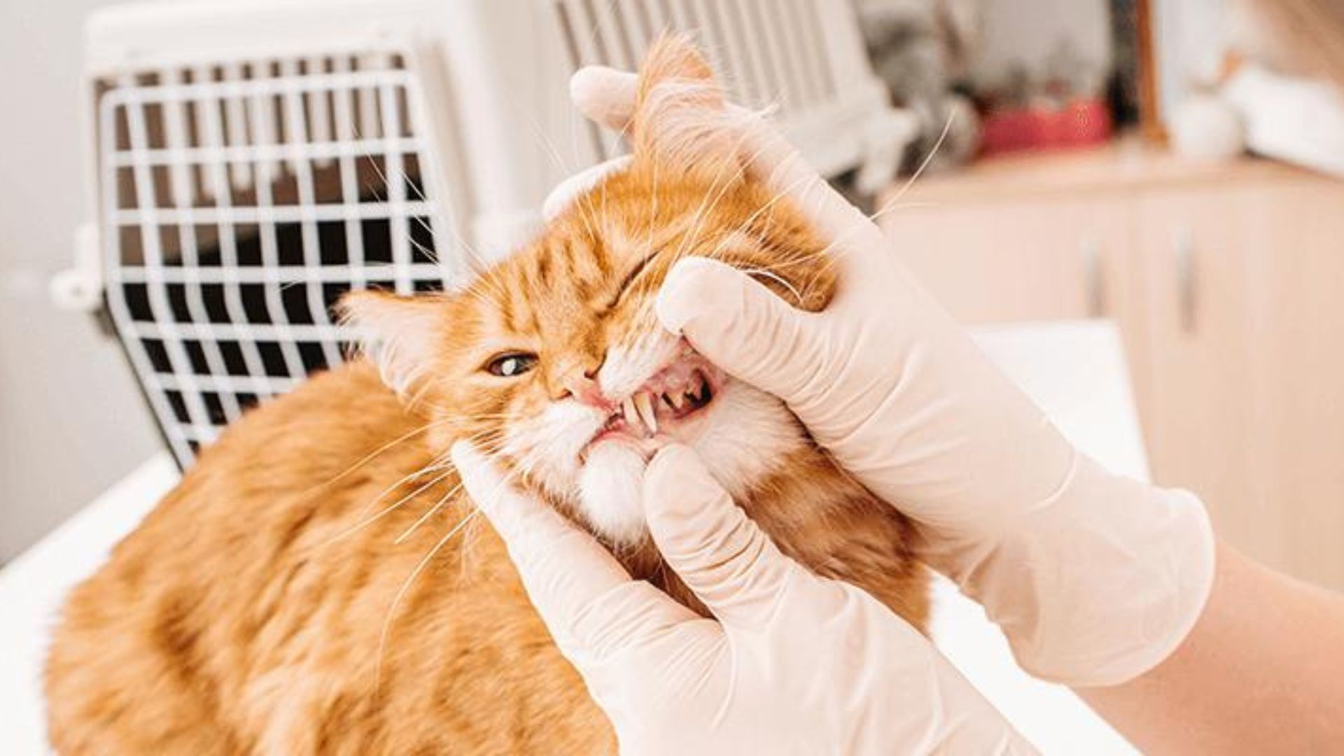 doctor doing dental examination of the cat