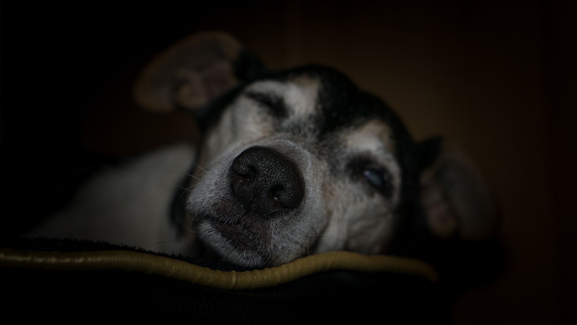 the old dog sleeping