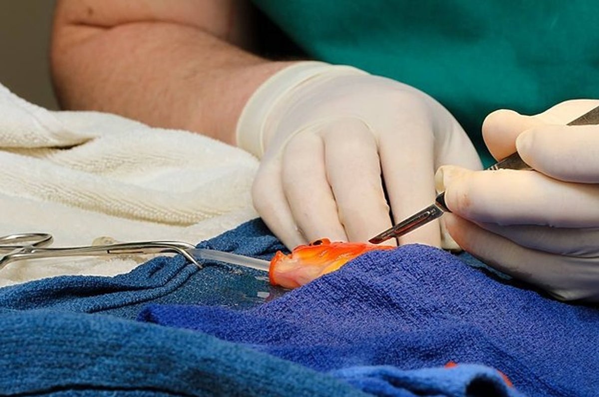 gold fish having surgery
