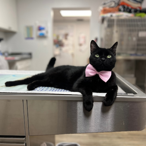 Marshall the cat